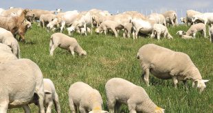 کنترل کنه در گوسفند